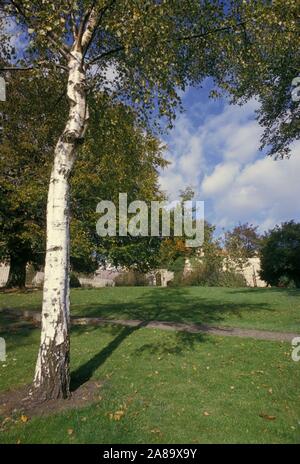 Silver Birch Tree in Usher gallery park during autumn. Lincoln. Lincolnshire, Stock Photo