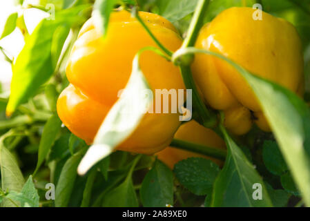 Two peppers. Ripe sweet pepper in the garden. Yellow peppers on one bush. Stock Photo