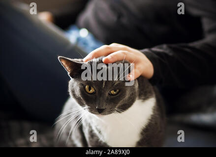 A man's hand stroking gently gray domestic Shorthair cat with a white spot on the forehead, which is illuminated by light. Stock Photo