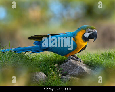 Blue-and-yellow macaw Ara ararauna Stock Photo