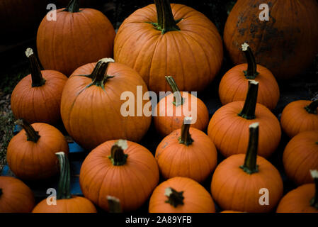 A group of pumpkins under a tree in a pumpkin patch ready for sale. Stock Photo