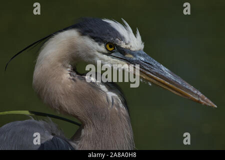 Great Blue Heron Portrait On a Rural New Jersey Pond With Green Duckweed Background Stock Photo