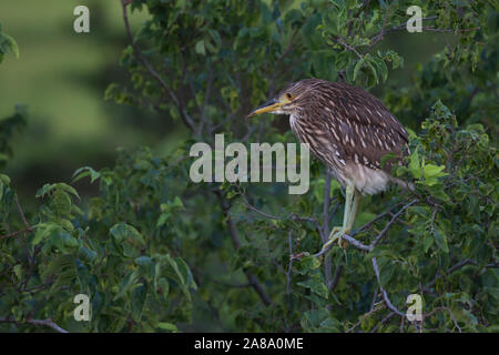 Juvenile Black Crowned Night Heron In the Treetops at Ocean City Rookery