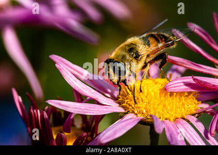 Bee with big eyes on flower collects  pollen Stock Photo