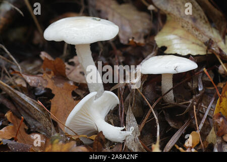 Hygrophorus hedrychii, known as Sweet woodwax, wild mushroom from Finland Stock Photo