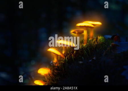 Yellow glowing, small magic mushrooms in a dark, mysterious forest Stock Photo