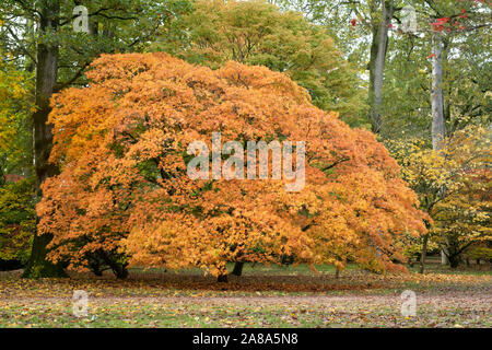 Acer Palmatum ‘Amoenum’. Japanese maple ‘Amoenum’ tree in autumn at Westonbirt Arboretum, Gloucestershire, England Stock Photo