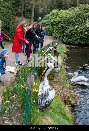 Walsrode, Germany, April 2, 2019: Pelicans on the grass by the lake, which people feed, in a poultry farm Stock Photo