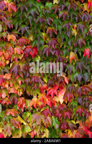 Boston Ivy (Parthenocissus tricuspidata) on wall with red, yellow and green leaves fall background Autumn season, copy space Stock Photo