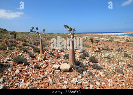 The Bottle tree on Socotra island, Indian ocean, Yemen Stock Photo
