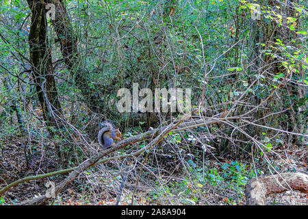 Squirrel Perched on Limb Stock Photo