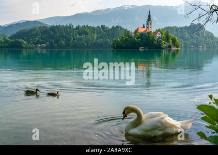 Beautiful and idyllic Bled lake landscape with a swan resting, two swimming ducks and the Island in the background Stock Photo