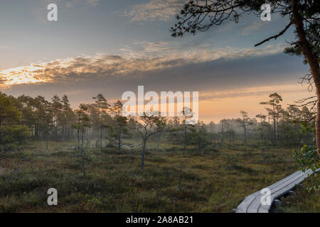 Sunrise at foggy swamp with small dead trees covered in early morning. Stock Photo