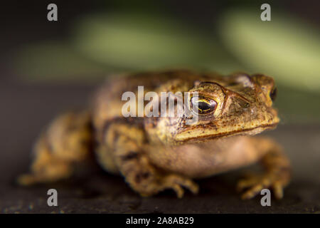 Close-up Leopard frog Lithobates berlandieri Stock Photo