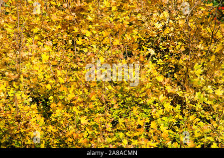 Almost abstract image of the bright yellow leaves of a maple bush on a sunny day in autumn Stock Photo