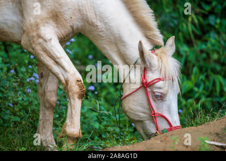 Close up shot of a white horse eating grass in a forest with muddy knees Stock Photo