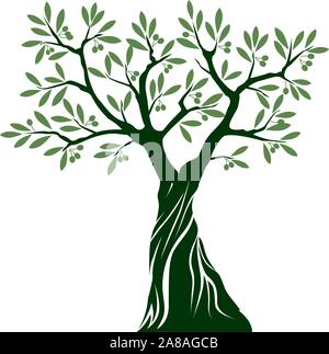 Green Isolated Olive Tree on white background. Vector Illustration and concept. Plant in garden. Stock Vector