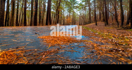 Pine straw lays on a wet road leading up the hillside at Jeff Busby State Park, located along the Natchez Trace Parkway near Ackerman, Mississippi. Stock Photo