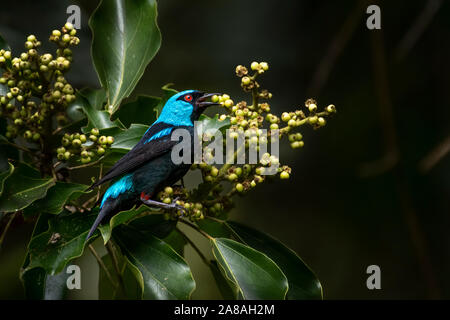 Scarlet-thighed dacnis, Dacnis venusta, image taken in the rain forest of Panama feeding on some berries Stock Photo
