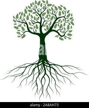 Green Isolated Oak Tree with Roots on white background. Vector Illustration and concept. Plant in garden. Stock Vector
