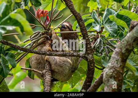 Brown throated three toed sloth feeding on a Cecropia peltata tree image taken in Panamas rain forest Stock Photo