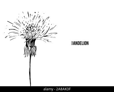 Flowering dandelion freehand vector illustration. Spring honey plant, wildflower outline. Fragile summer flower, Taraxacum leaves and petals monochrome engraving. Postcard, poster design element Stock Vector