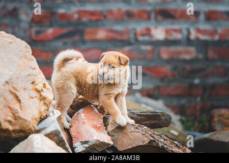 A cute lone abandoned puppy climbing on rubble after a house collapsed in Vietnam Stock Photo