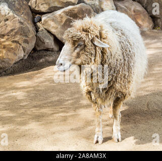 a mature Navajo churro sheep in a rocky barnyard looking to the left with copy space Stock Photo