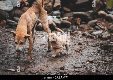 A stray puppy and mother search for food in the ruins and rubble of a collapsed building Stock Photo