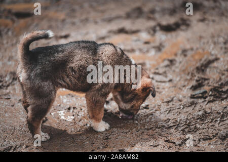 A small cute puppy is left abandoned in the mountain region of Sapa in Vietnam as it is hungry and looks for food Stock Photo