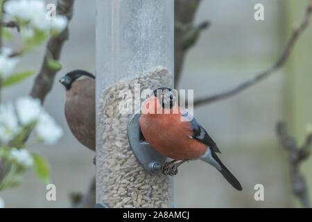 A male and female bullfinch on a birdfeeder in an English garden. Stock Photo