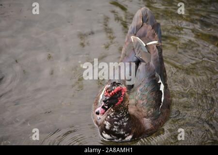 a duck called cairina moschata with the red head Stock Photo