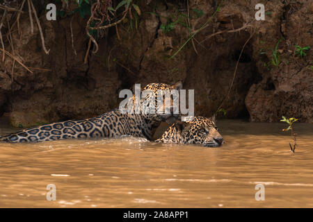 Two Jaguars (brothers) swimming in a river of North Pantanal, Brazil Stock Photo