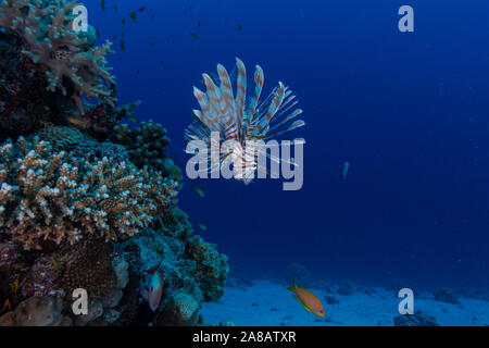 Lionfish in blue water near coral reef in Egypt Stock Photo