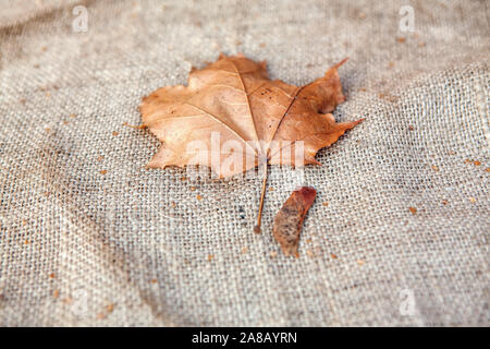 dry leaf on the sackcloth background Stock Photo