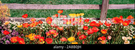 Close-Up Of Flowers Growing Near A Fence Stock Photo
