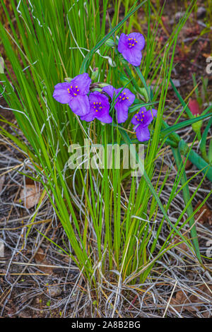 Spiderwort wildflowers, Gateway Mesa Open Space Park, Castle Rock Colorado US. Photo taken in June. Stock Photo