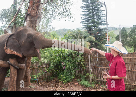 Caretakers and guests go for a walk with Asian elephants at an ethical elephant sanctuary in northern Thailand. Stock Photo