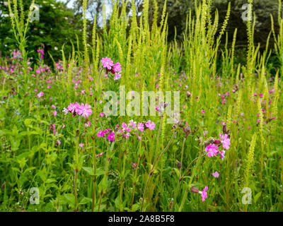 Lush wildflowers, red campion, Silene dioica, or red catchfly flowers, East Lothian, Scotland, UK Stock Photo