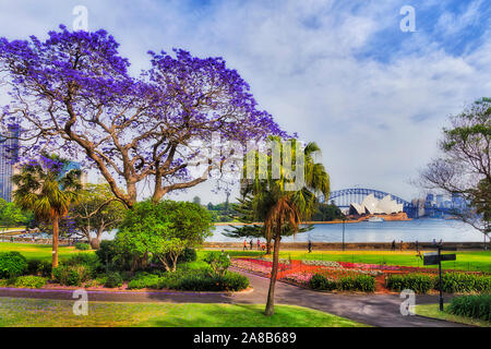 Sydney garden and city park on shores of Harbour in spring season when Jacaranda trees blossom with violet flowers in front of major city landmarks on Stock Photo