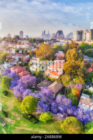 Blossoming Jacaranda trees along quiet residential leafy street in Kirribilli suburb near Sydney city CBD in elevated aerial vertical panorama. Stock Photo