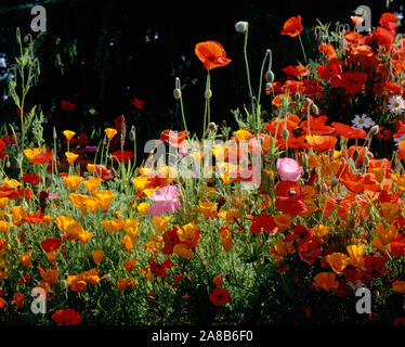 California Golden Poppies (Eschscholzia californica) with Iceland Poppies (Papaver nudicaule) and Corn Poppies (Papaver rhoeas) in a field, Fidalgo Island, Washington State, USA Stock Photo