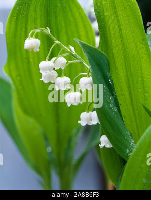 Close-up of dew drops on Lily-Of-The-Valley (Convallaria majalis), Anacortes, Washington State, USA Stock Photo