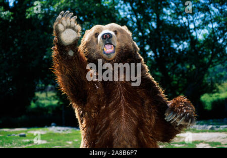 Portrait of grizzly bear standing on hind legs Stock Photo