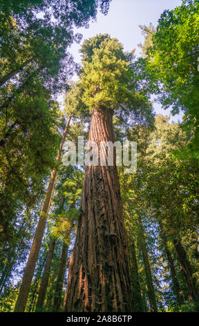 Henry Cowell Redwoods State Park Stock Photo