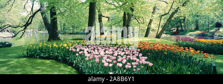 Flowers in a garden, Keukenhof Gardens, Netherlands Stock Photo