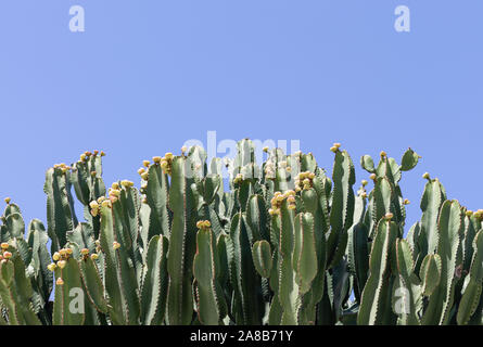 Large candelabra tree (Euphorbia candelabrum) cactus with yellow flower buds and a blue sky background Stock Photo