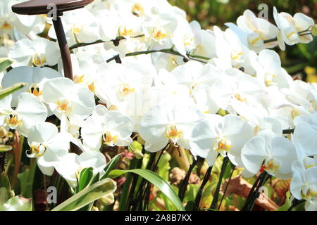 Up Close White Orchids Stock Photo