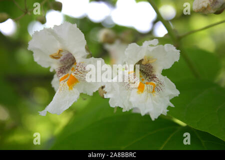 CLOSE-UP OF THE FLOWERS OF CATALPA BIGNONIOIDES CV. AUREA (COMMONLY KNOWN AS SOUTHERN CATALPA, CIGARTREE AND INDIAN-BEAN TREE. Stock Photo