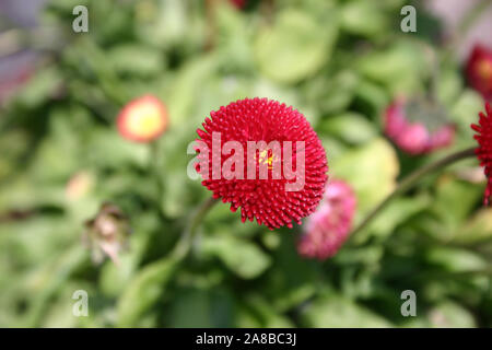 CLOSE-UP OF A RED COMMON OR ENGLISH POMPONETTE DAISY (BELLIS PERENNIS) ALSO KNOWN AS A LAWN DAISY OR EUROPEAN DAISY. Stock Photo